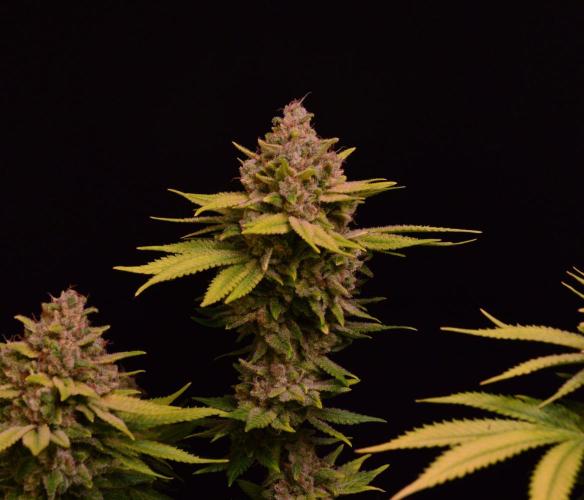 • Fruity Pebbles •. Week 15