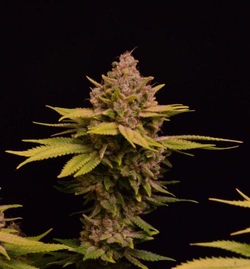 • Fruity Pebbles •. Week 15
