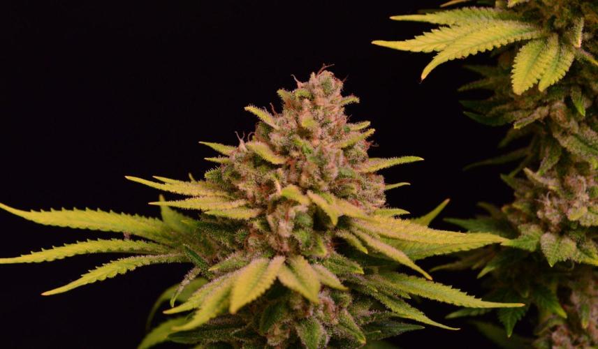 • Fruity Pebbles •. Week 15