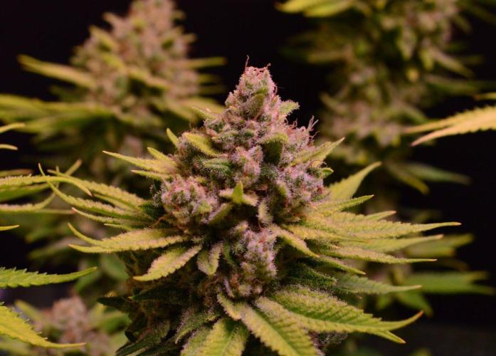 • Fruity Pebbles •. Week 15