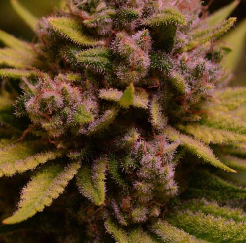 • Fruity Pebbles •. Week 15