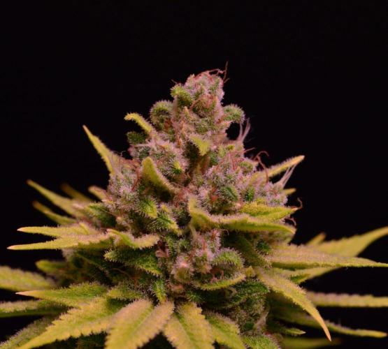• Fruity Pebbles •. Week 15