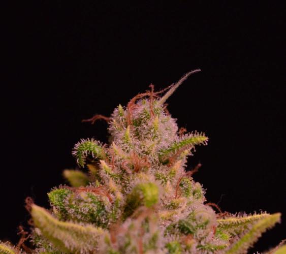 • Fruity Pebbles •. Week 15
