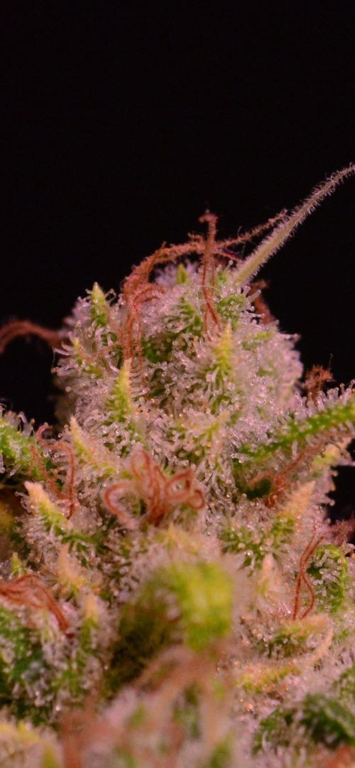 • Fruity Pebbles •. Week 15