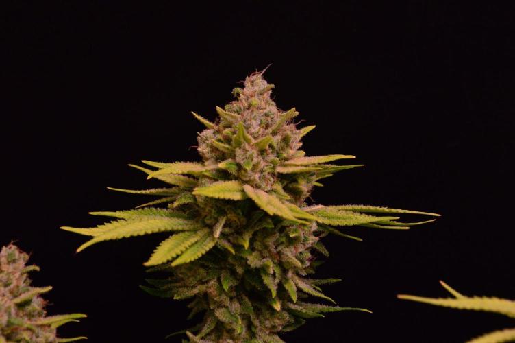 • Fruity Pebbles •. Week 15