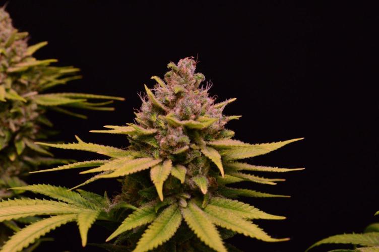 • Fruity Pebbles •. Week 15