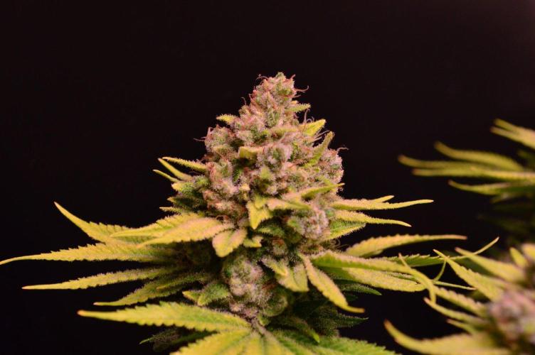 • Fruity Pebbles •. Week 15