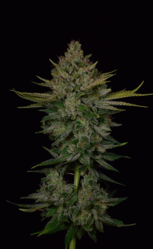 • Fruity Pebbles •. Week 15