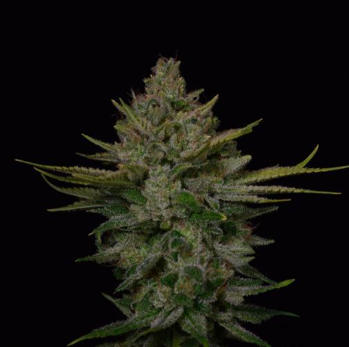• Fruity Pebbles •. Week 15