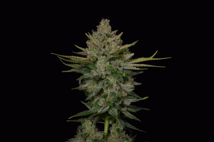 • Fruity Pebbles •. Week 15