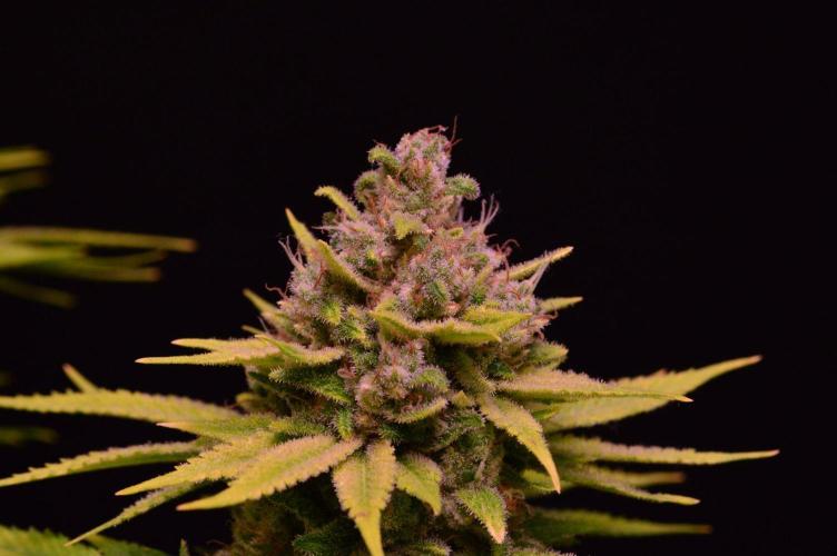 • Fruity Pebbles •. Week 15