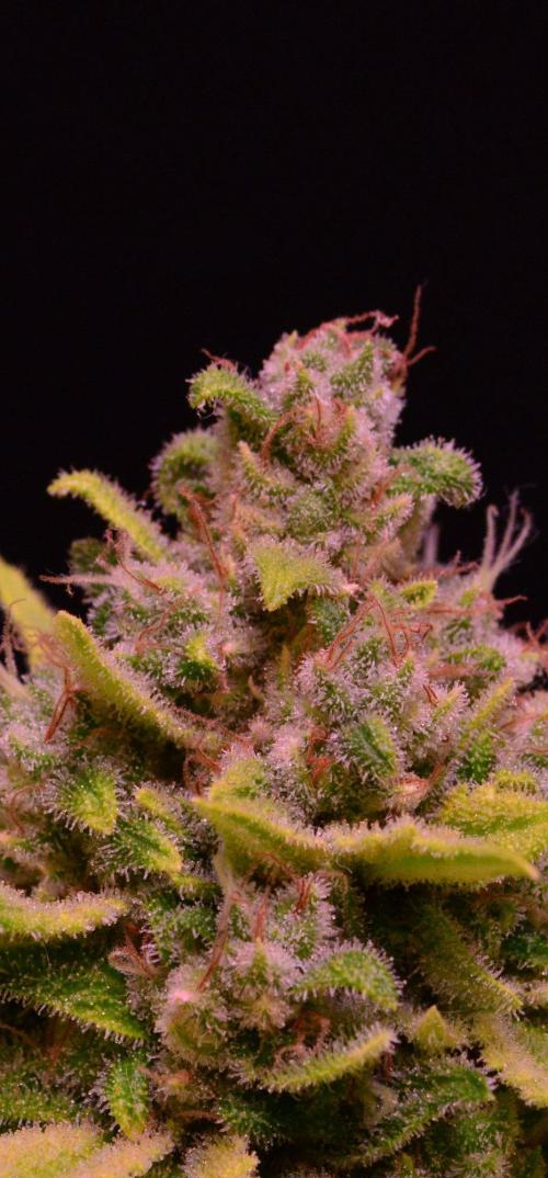 • Fruity Pebbles •. Week 15