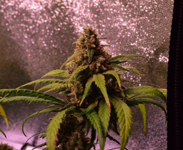 •Strawberry Guava BX•. Week 15