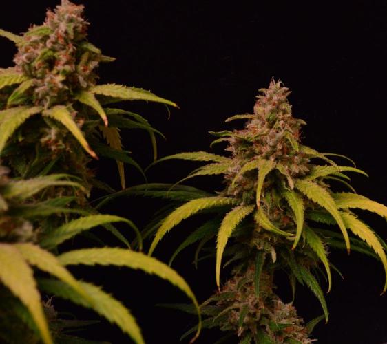 •Strawberry Guava BX•. Week 15