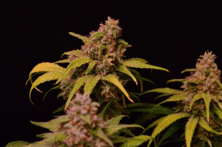 •Strawberry Guava BX•. Week 15