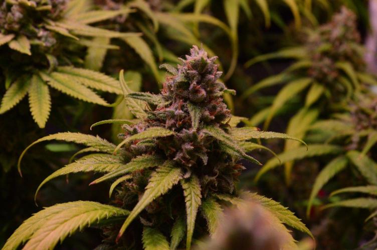 •Strawberry Guava BX•. Week 15