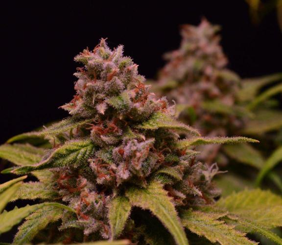 •Strawberry Guava BX•. Week 15