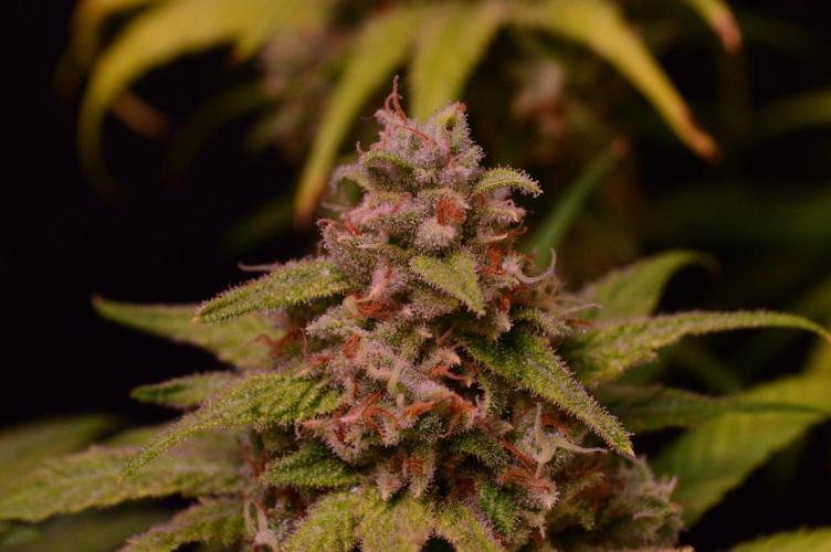 •Strawberry Guava BX•. Week 15