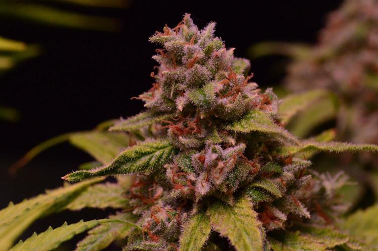 •Strawberry Guava BX•. Week 15