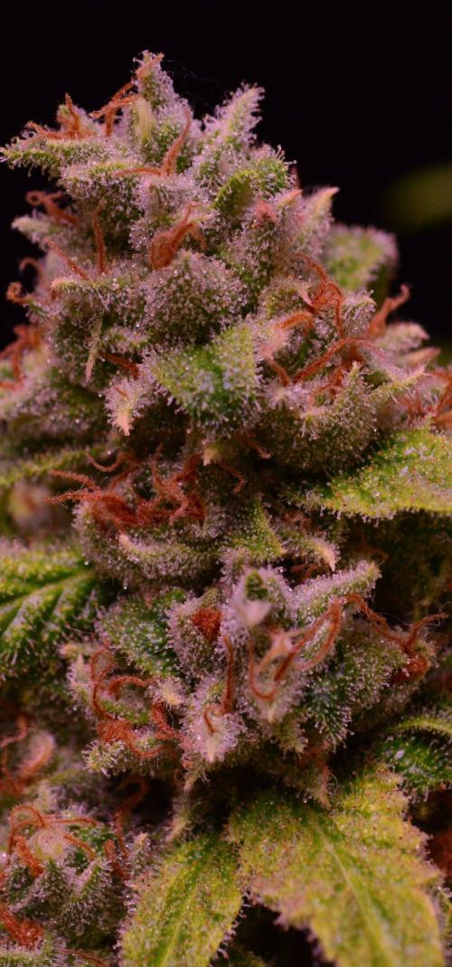 •Strawberry Guava BX•. Week 15