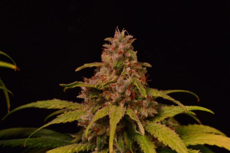 •Strawberry Guava BX•. Week 15