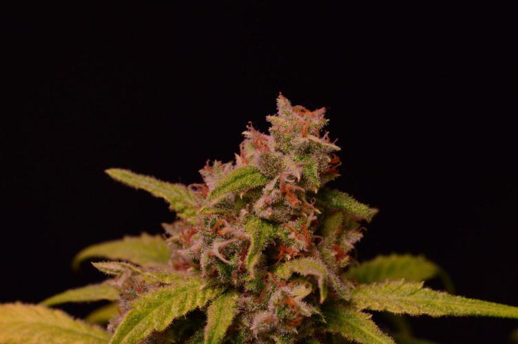 •Strawberry Guava BX•. Week 15