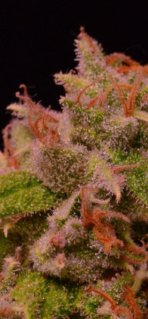 •Strawberry Guava BX•. Week 15
