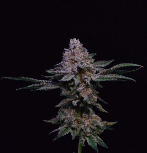 • Strawberry Lobster •. Week 15