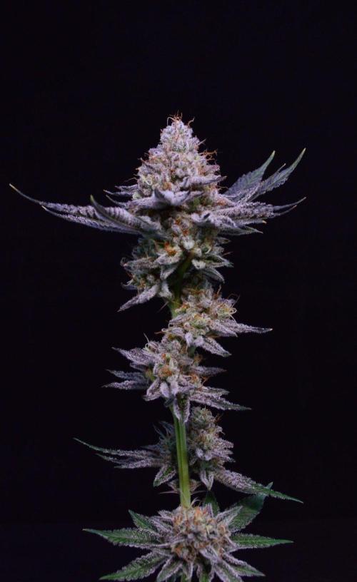 • Deepwater Cherry •. Week 15 - #1