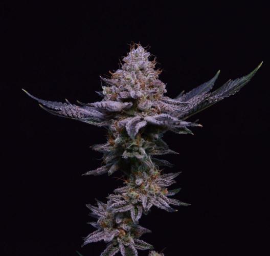 • Deepwater Cherry •. Week 15 - #1