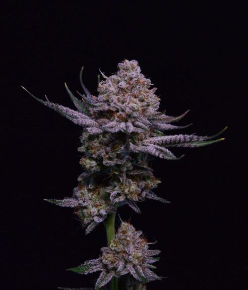 • Deepwater Cherry •. Week 15 - #1