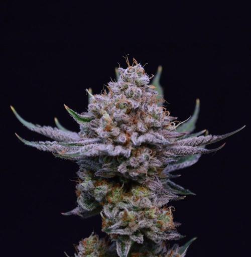 • Deepwater Cherry •. Week 15 - #1