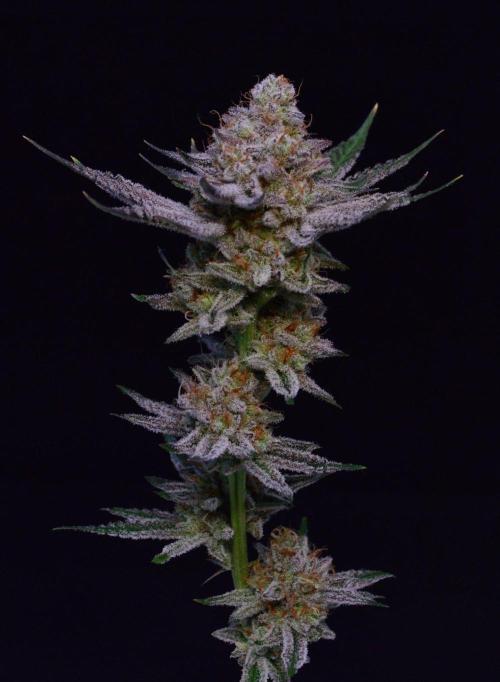 • Deepwater Cherry •. Week 15 - #1