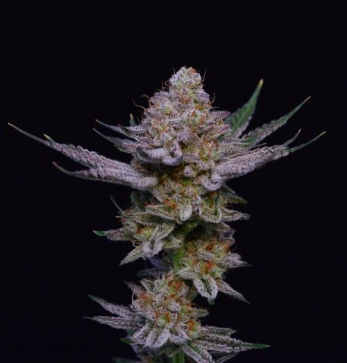 • Deepwater Cherry •. Week 15 - #1