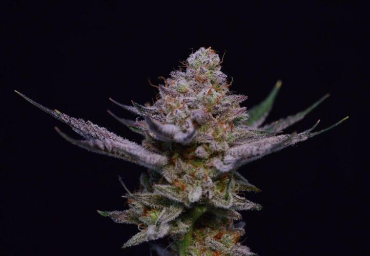 • Deepwater Cherry •. Week 15 - #1