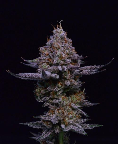 • Deepwater Cherry •. Week 15 - #1