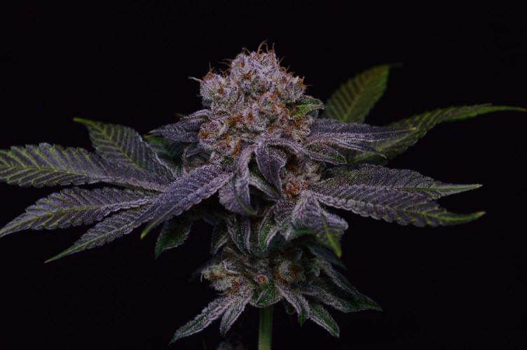 • Deepwater Cherry •. Week 15 - #2