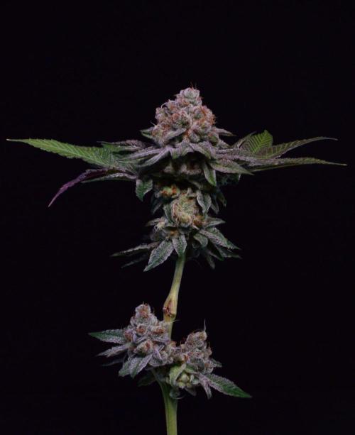 • Deepwater Cherry •. Week 15 - #2