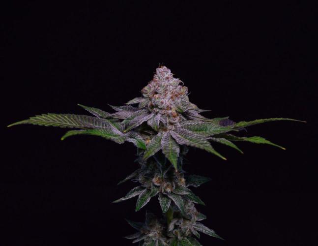 • Deepwater Cherry •. Week 15 - #2