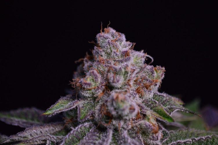 • Deepwater Cherry •. Week 15 - #2