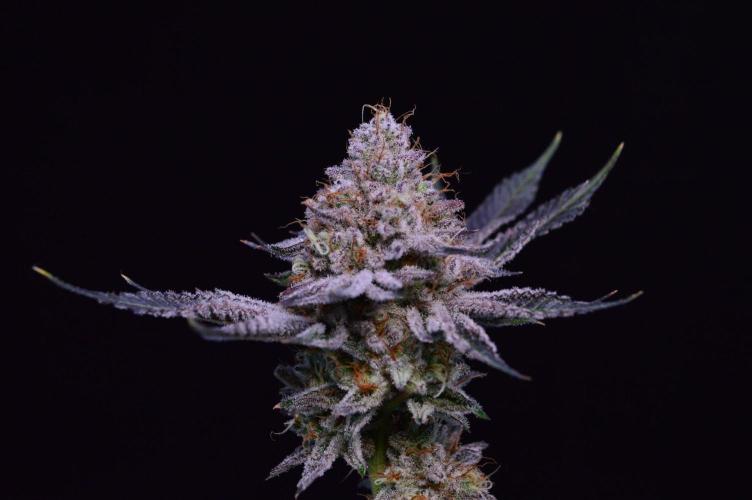 • Deepwater Cherry •. Week 15 - #1