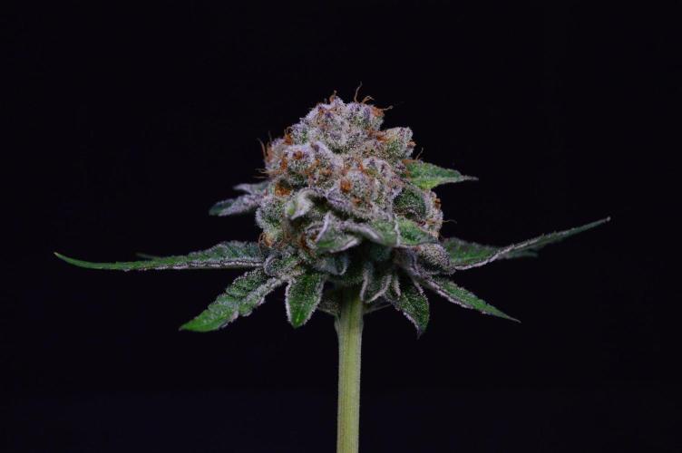 • Deepwater Cherry •. Week 15 - #2