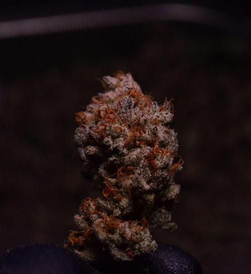 • Deepwater Cherry •. Week 15