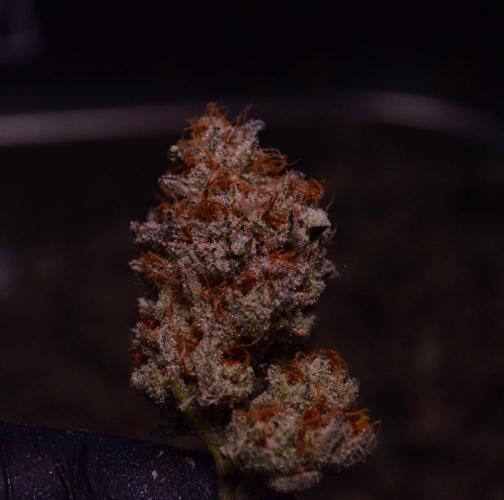 • Deepwater Cherry •. Week 15
