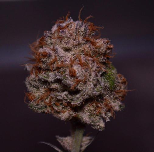 • Deepwater Cherry •. Week 15