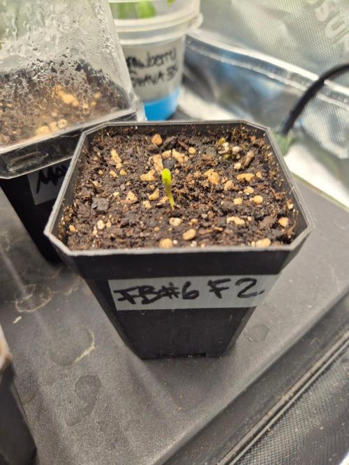 • Frozen BAG F2 •. Week 0