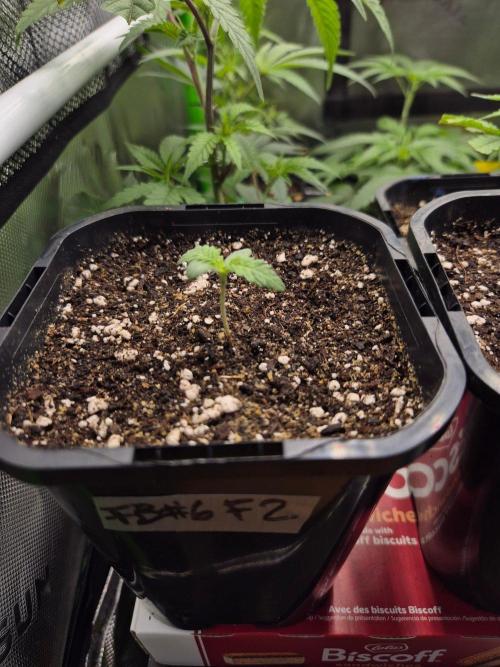 • Frozen BAG F2 •. Week 1