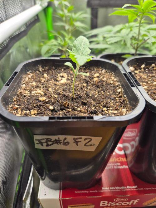 • Frozen BAG F2 •. Week 1
