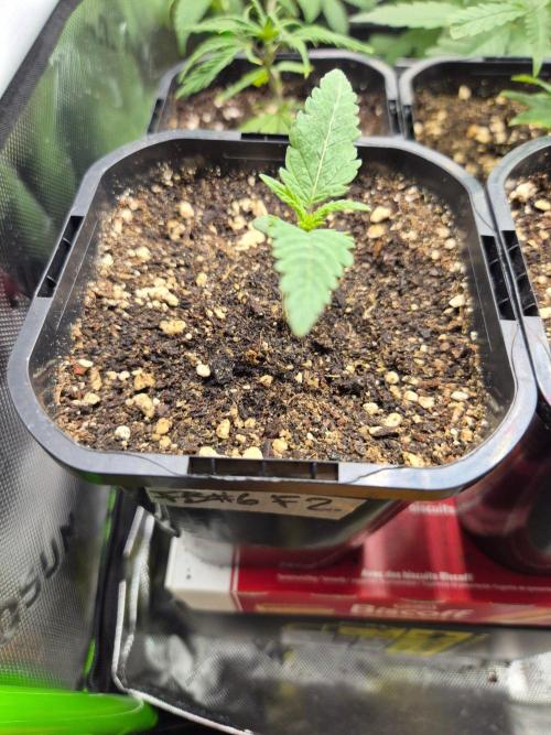 • Frozen BAG F2 •. Week 1