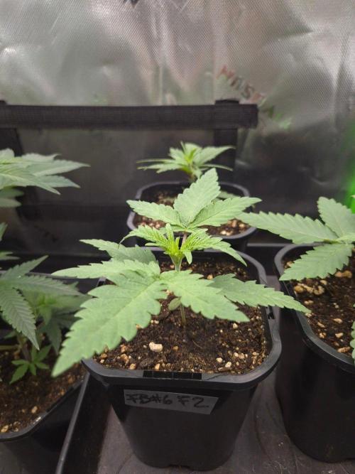 • Frozen BAG F2 •. Week 2